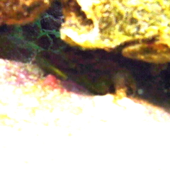 Mithraculus sculptus