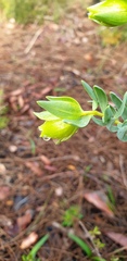 Pimelea suaveolens