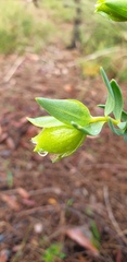 Pimelea suaveolens