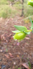 Pimelea suaveolens