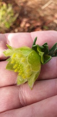 Pimelea suaveolens