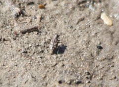 Cicindela haemorrhagica