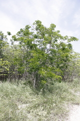 Haematoxylum campechianum