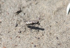 Cicindela haemorrhagica