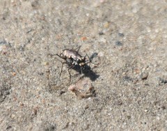 Cicindela haemorrhagica