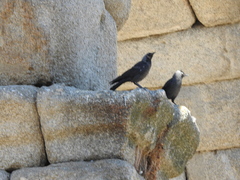 Corvus monedula