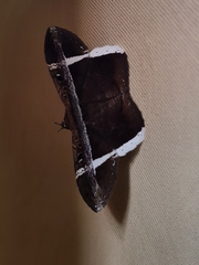 Hemeroblemma mexicana