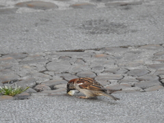 Passer domesticus
