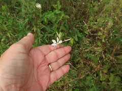 Oenothera demareei