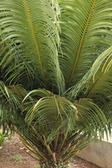 Cycas circinalis