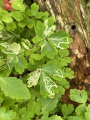 Phytomyza aquilegivora