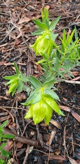 Pimelea suaveolens