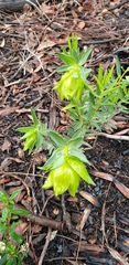 Pimelea suaveolens