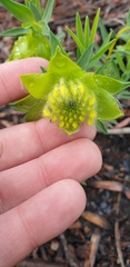 Pimelea suaveolens