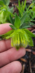 Pimelea suaveolens