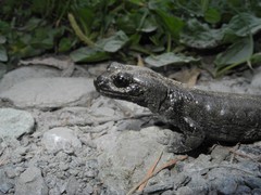 Salamandra lanzai