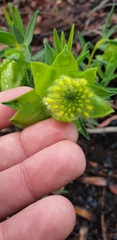 Pimelea suaveolens