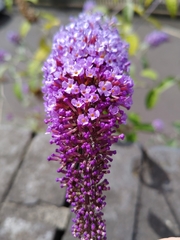 Buddleja davidii