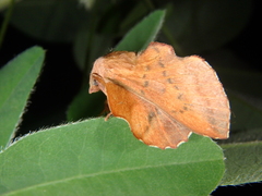 Phyllodesma joannisi