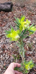 Pimelea suaveolens