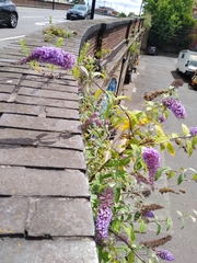 Buddleja davidii