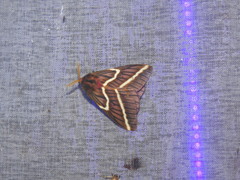 Paradirphia rectilineata