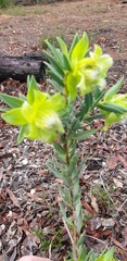 Pimelea suaveolens