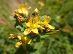 Hypericum mitchellianum