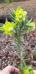Pimelea suaveolens