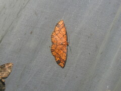 Melinodes detersaria