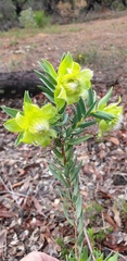 Pimelea suaveolens