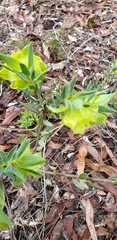 Pimelea suaveolens