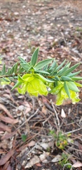 Pimelea suaveolens