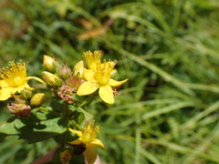 Hypericum mitchellianum