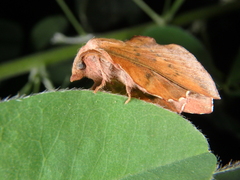 Phyllodesma joannisi