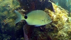 Diplodus caudimacula
