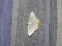 Phrygionis platinata