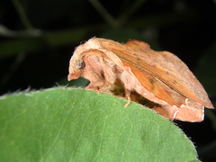 Phyllodesma joannisi