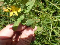 Hypericum mitchellianum