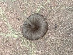 Psathyrellaceae
