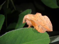 Phyllodesma joannisi