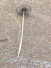 Psathyrellaceae