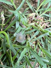 Psathyrellaceae