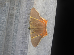 Phrygionis polita