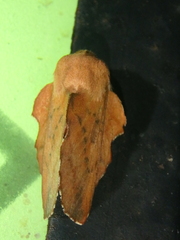 Phyllodesma joannisi