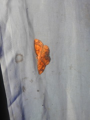 Melinodes detersaria