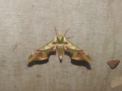 Adhemarius dariensis