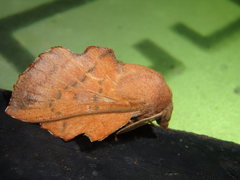 Phyllodesma joannisi