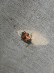 Nicrophorus olidus