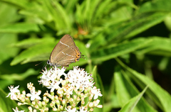 Satyrium w-album